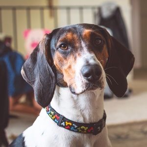 Meet your Posher, Dan